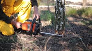 Best Seasonal Cleanup (Spring/Fall)  in Chickasaw, AL