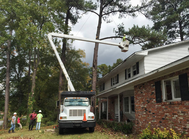 Best Leaf Removal  in Chickasaw, AL