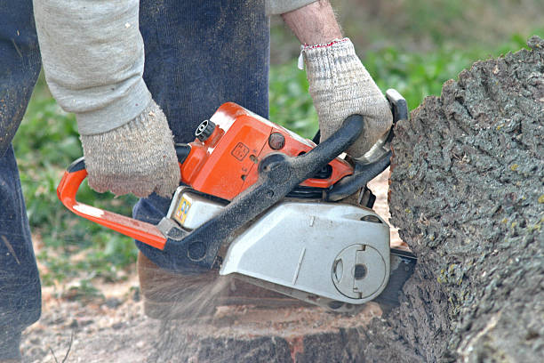 Seasonal Cleanup (Spring/Fall) in Chickasaw, AL