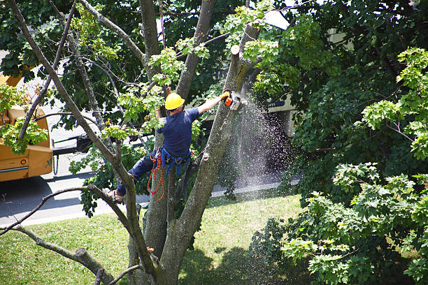 Best Pest Control for Lawns  in Chickasaw, AL