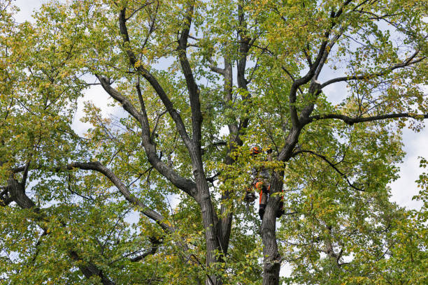 Best Tree Maintenance Programs  in Chickasaw, AL